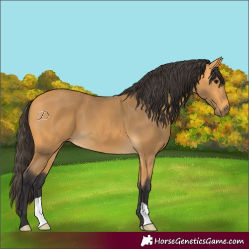 Horse Color:Buckskin 