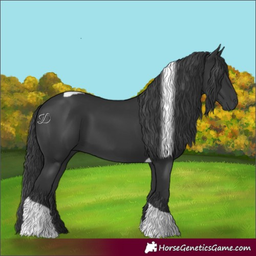 Horse Color:Black Tobiano