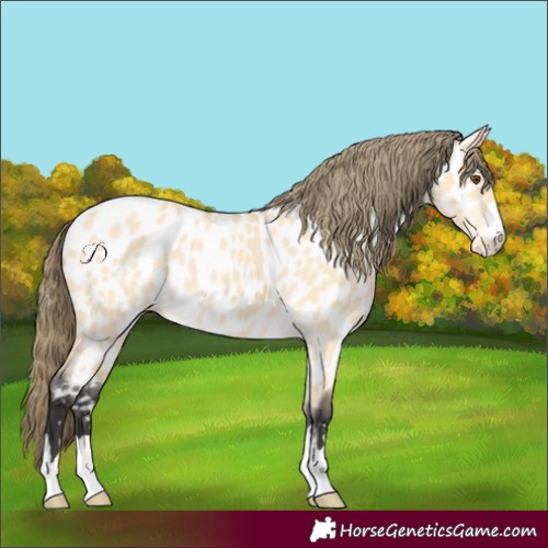 Horse Color:Buckskin Dun Near Leopard