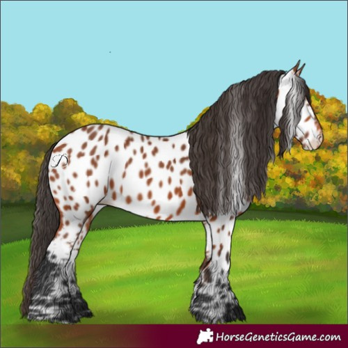 Horse Color:Bay Near Leopard 