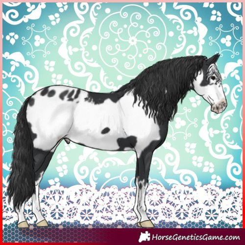 Horse Color:Black Frame Blanket 