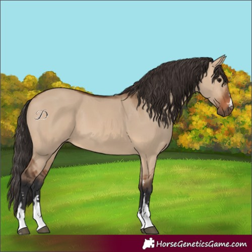 Horse Color:Bay Dun 