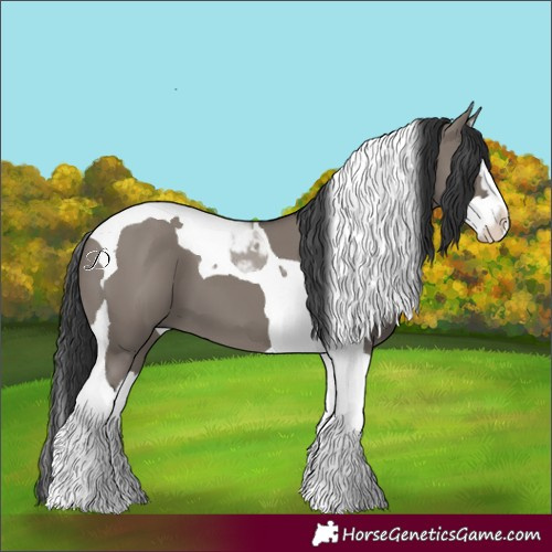 Horse Color:Grullo Splash Tobiano 
