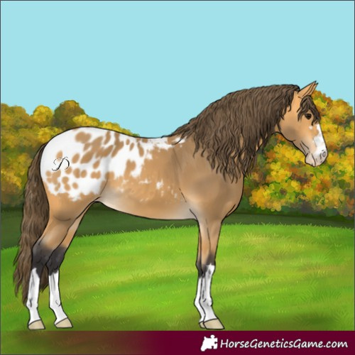 Horse Color:Buckskin Blanket
