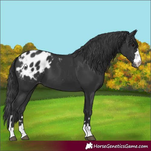 Horse Color:Black Blanket