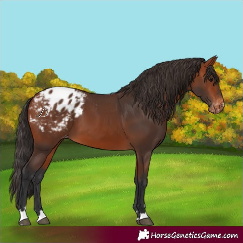 Horse Color:Bay Blanket