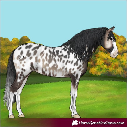 Horse Color:Blue Onyx Splash Near Leopard 
