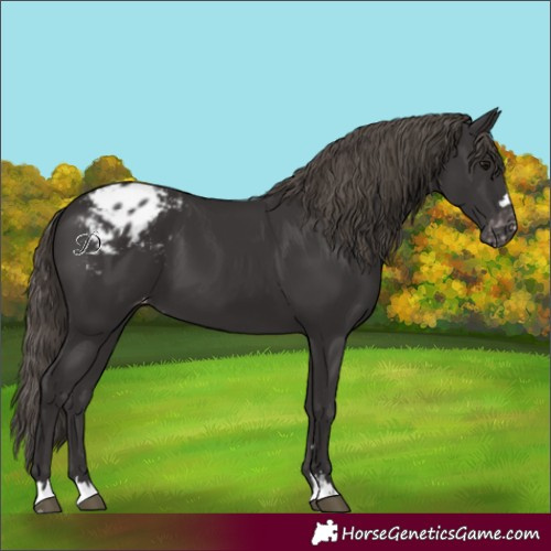 Horse Color:Smoky Black Varnish
