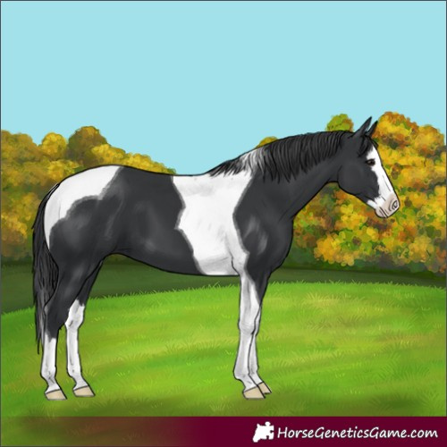Horse Color:Black Splash Tobiano 