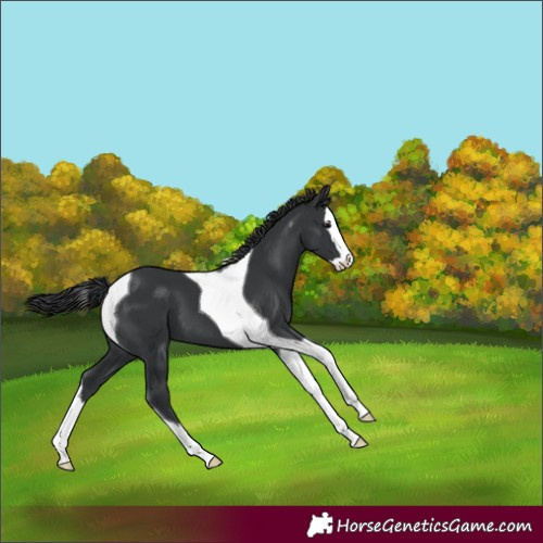 Horse Color:Black Splash Tobiano 