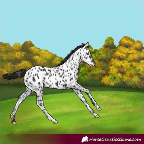 Horse Color:Black Appaloosa 