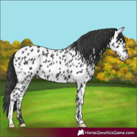 Horse Color:Black Near Leopard 