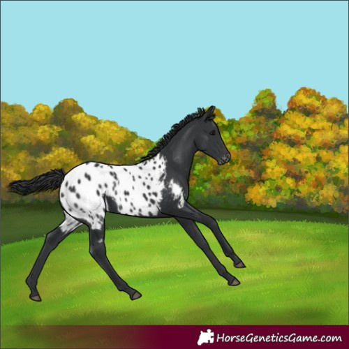Horse Color:Black Appaloosa