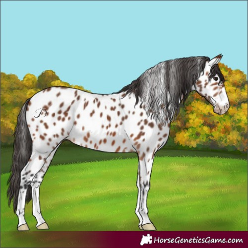 Horse Color:Bay Near Leopard