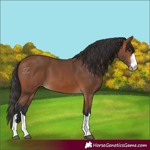 Horse Color:Bay Varnish