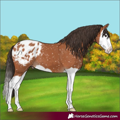 Horse Color:Bay Splash Blanket 