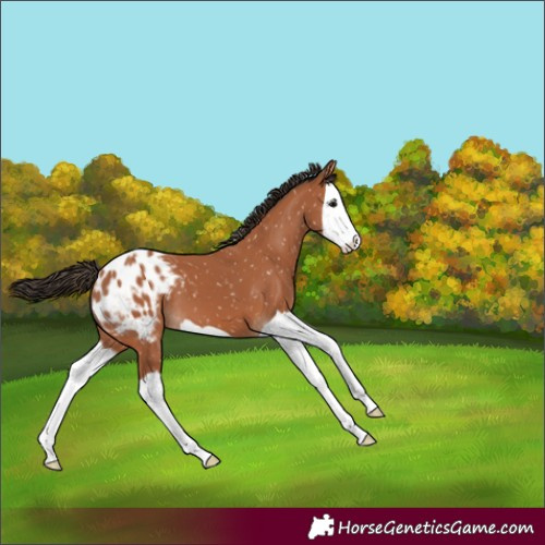 Horse Color:Bay Splash Appaloosa 