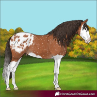 Horse Color:Bay Splash Blanket 