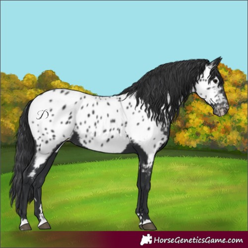 Horse Color:Black Near Leopard