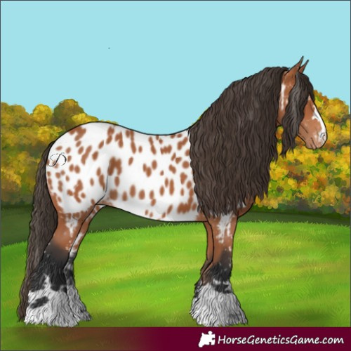 Horse Color:Bay Near Leopard