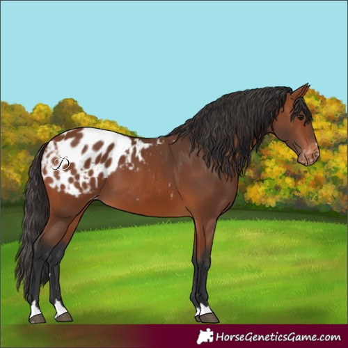 Horse Color:Bay Blanket
