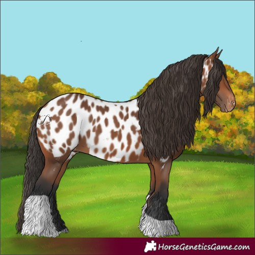 Horse Color:Bay Tobiano Near Leopard 