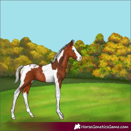 Horse Color:Silver Bay Splash Tobiano Appaloosa Rabicano 