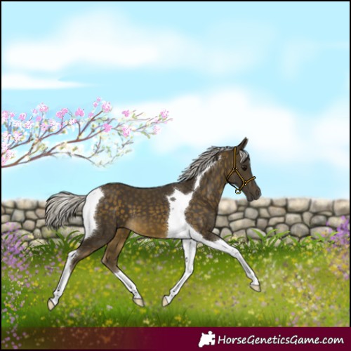 Horse Color:Silver Buckskin Tobiano 