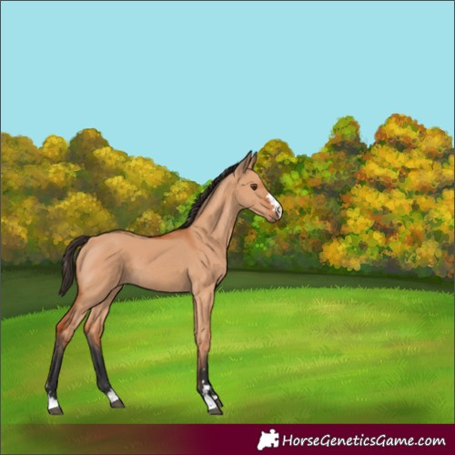 Horse Color:Bay Dun 
