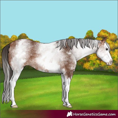 Horse Color:White Spotted Bay Splash 