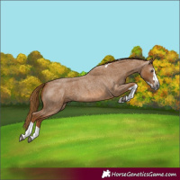 Horse Color:Gray Red Roan Splash Tobiano 