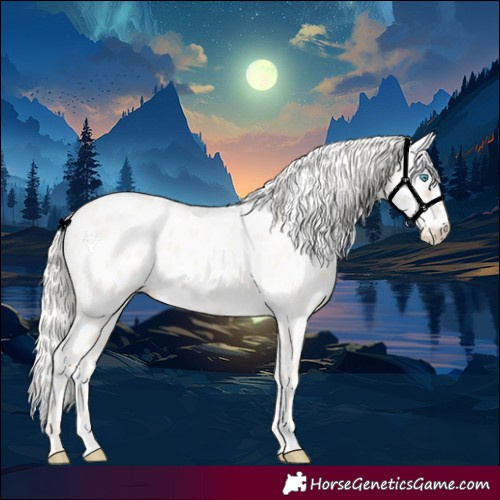 Horse Color:Cremello Roan Appaloosa 