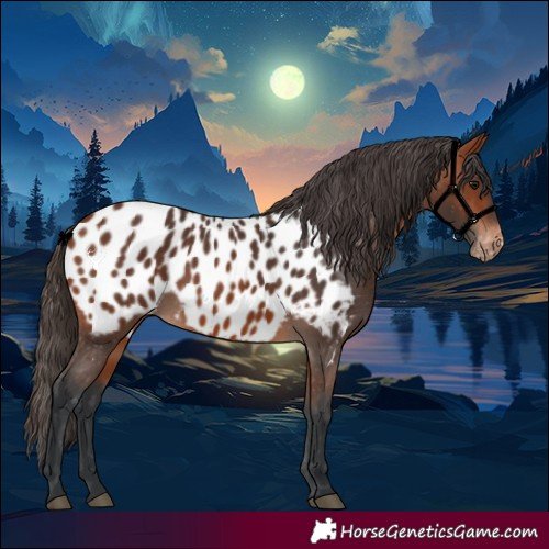 Horse Color:Bay Near Leopard 