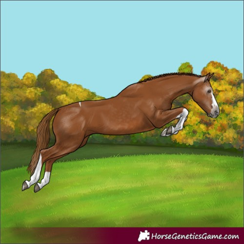 Horse Color:Gray Chestnut Splash Tobiano