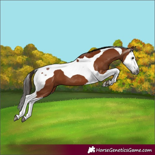 Horse Color:Gray Bay Splash Tobiano