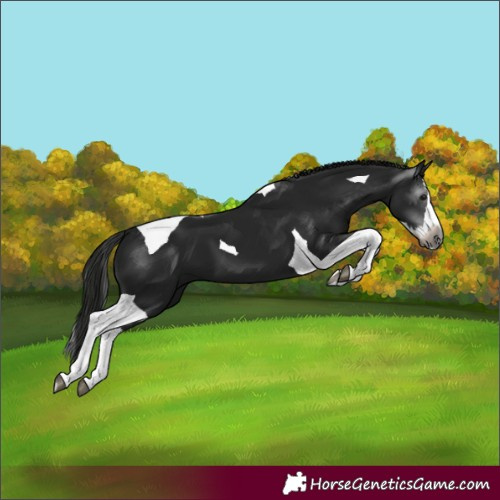 Horse Color:Gray Black Splash Tobiano