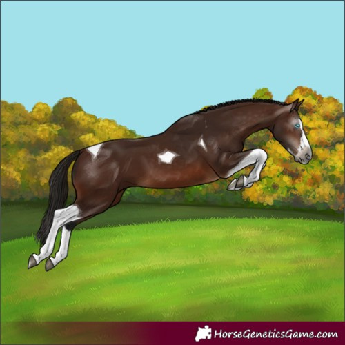 Horse Color:Gray Bay Splash Tobiano