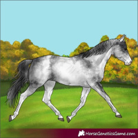 Horse Color:White Spotted Black 