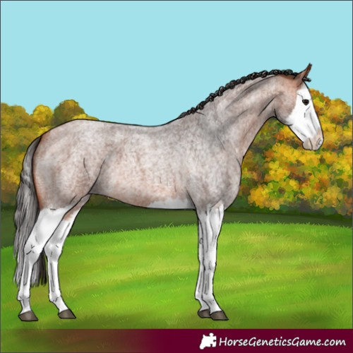 Horse Color:Bay Roan Splash