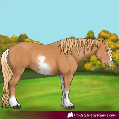 Horse Color:White Spotted Chestnut Splash 