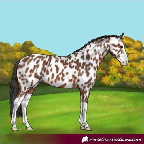 Horse Color:Bay Splash Leopard