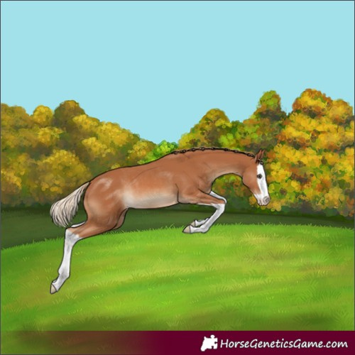 Horse Color:Chestnut Splash Rabicano