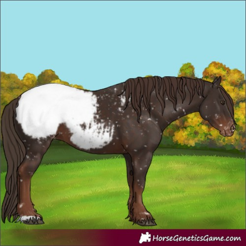 Horse Color:Liver Chestnut Snowcap 