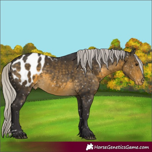 Horse Color:Silver Buckskin Blanket