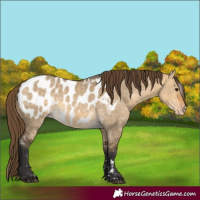 Horse Color:Buckskin Dun Blanket