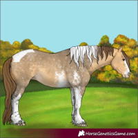 Horse Color:Buckskin Dun Sabino Tobiano Snowflake Varnish