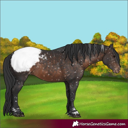 Horse Color:Brown Snowcap