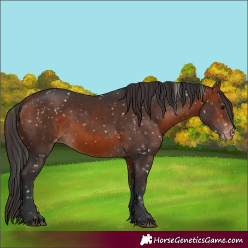 Horse Color:Bay Snowflake Varnish