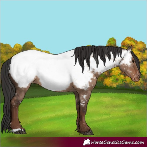 Horse Color:Liver Red Dun Near Fewspot 