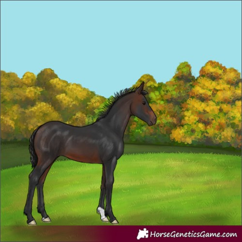 Horse Color:Brown 